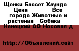 Щенки Бассет Хаунда  › Цена ­ 25 000 - Все города Животные и растения » Собаки   . Ненецкий АО,Носовая д.